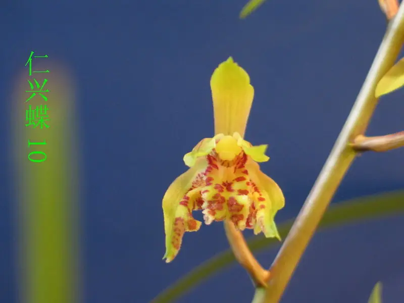 蕙兰 仁兴蝶