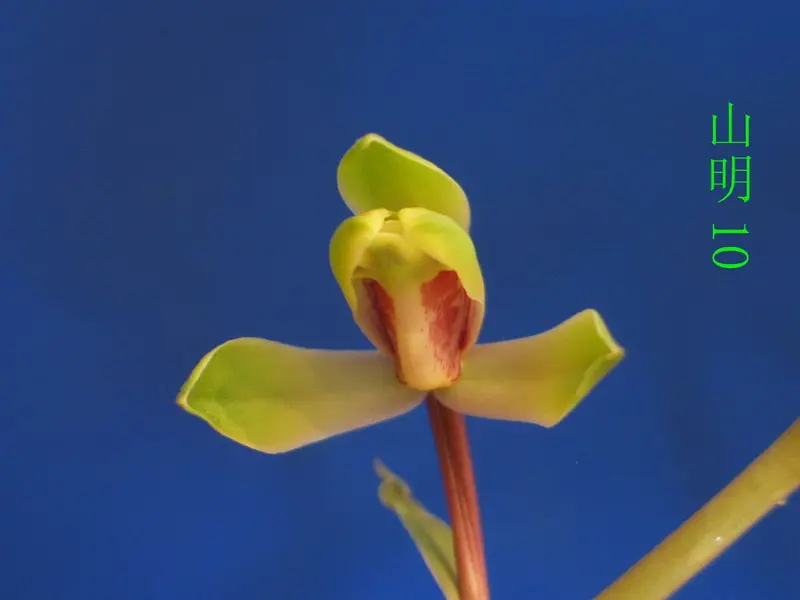 蕙兰 山明