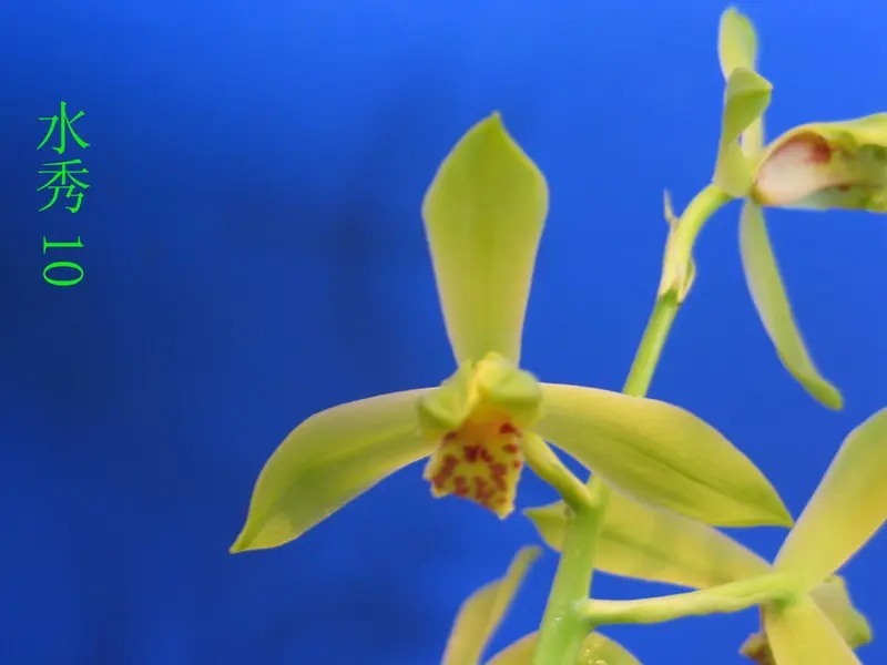 蕙兰 水秀