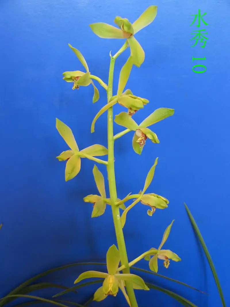 蕙兰 水秀