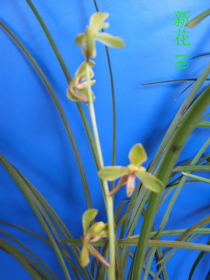 蕙兰 新花
