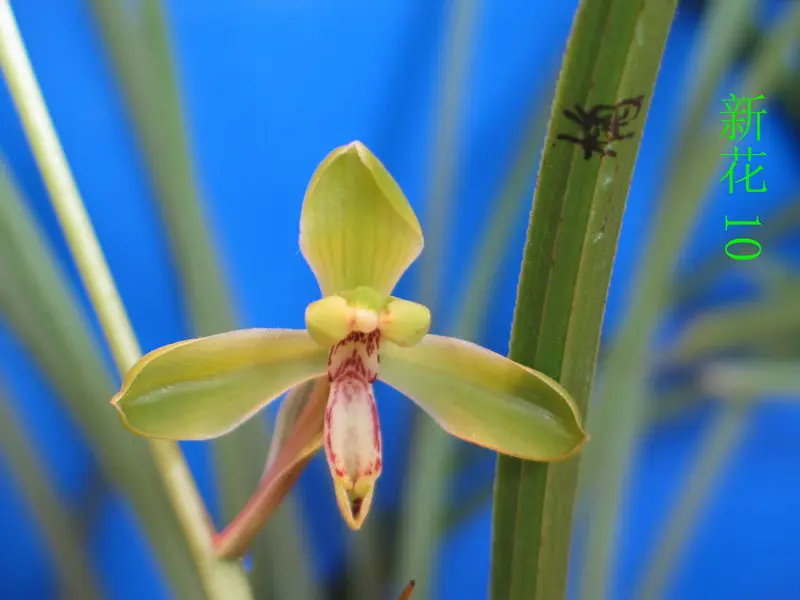 蕙兰 新花