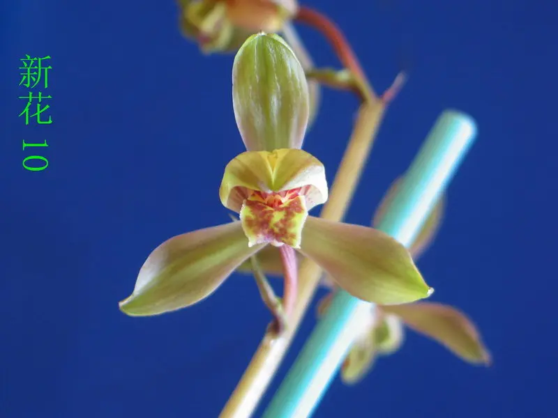蕙兰 新花