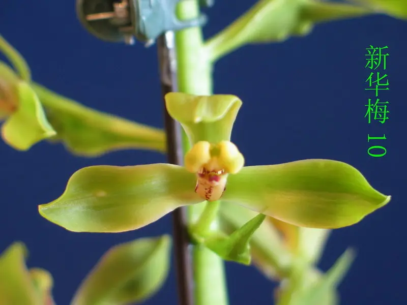 蕙兰 新华梅