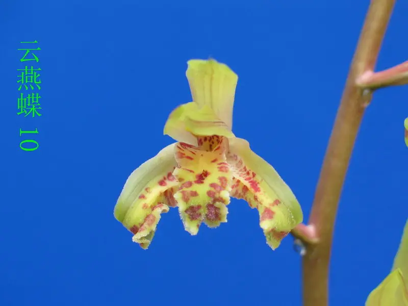 蕙兰 云燕蝶
