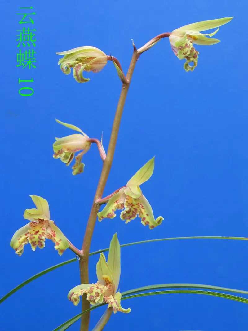 蕙兰 云燕蝶