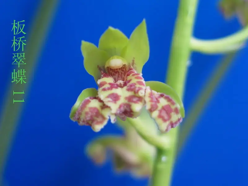 蕙兰 板桥翠蝶