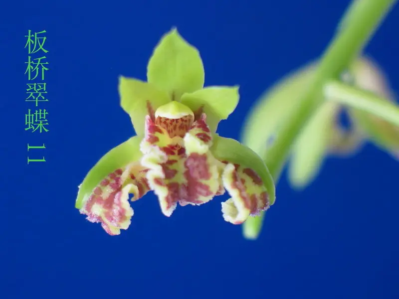 蕙兰 板桥翠蝶