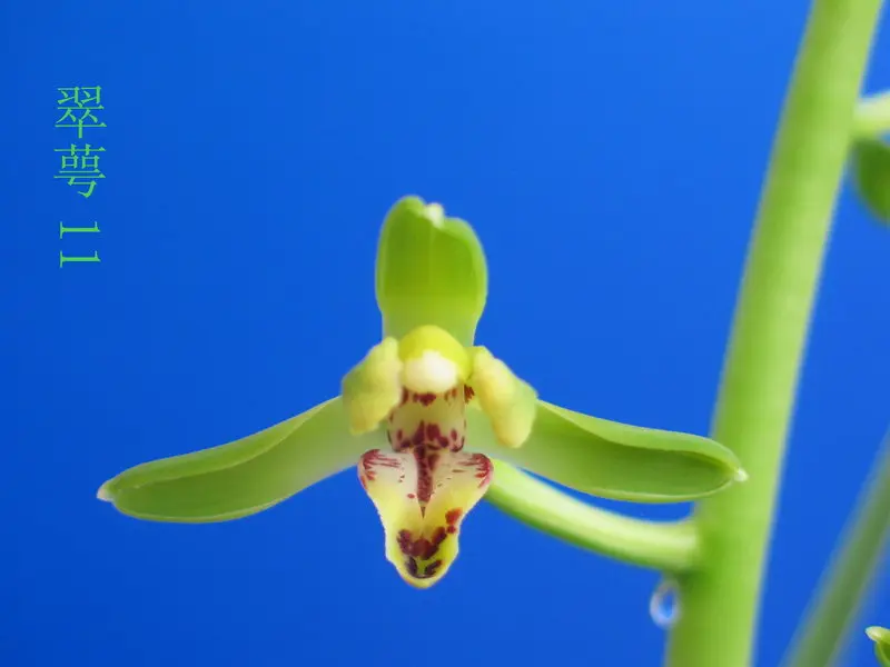 蕙兰 翠萼
