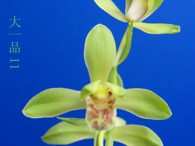 蕙兰 大一品