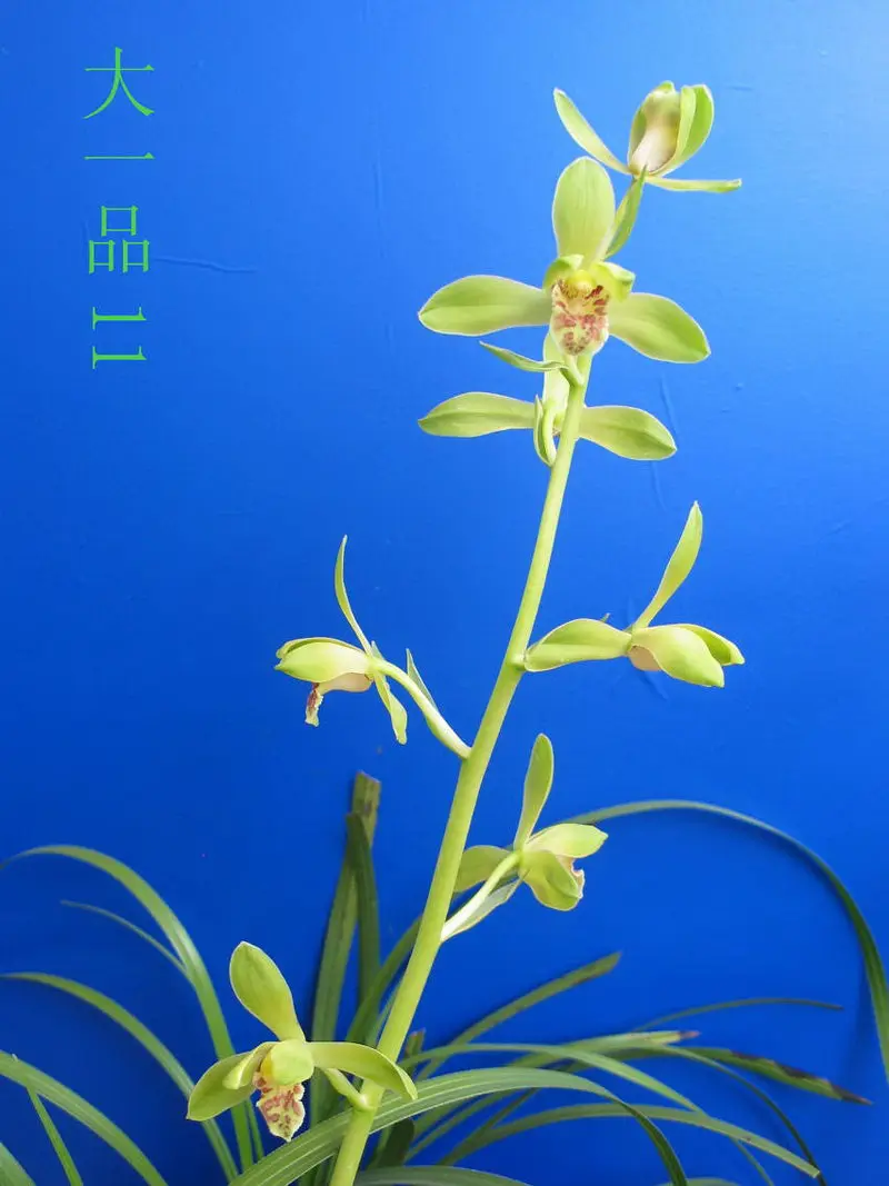 蕙兰 大一品