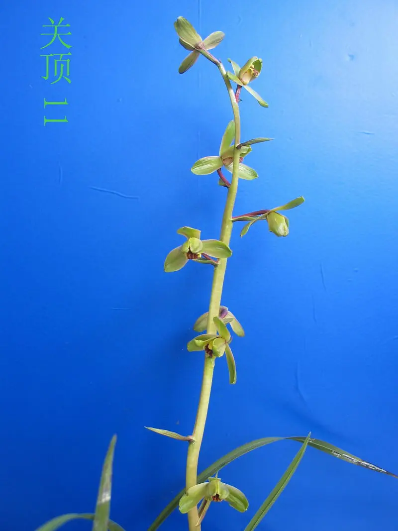 蕙兰 关顶