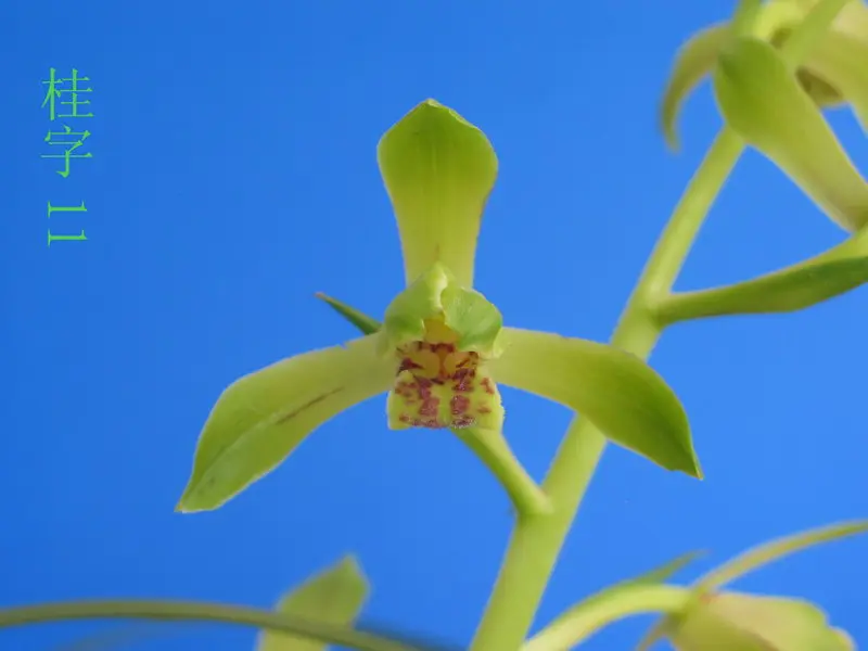 蕙兰 桂字