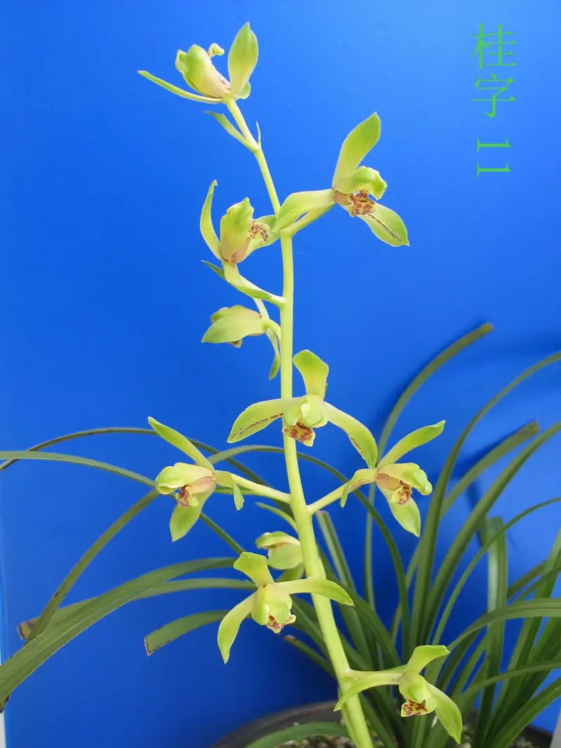 蕙兰 桂字