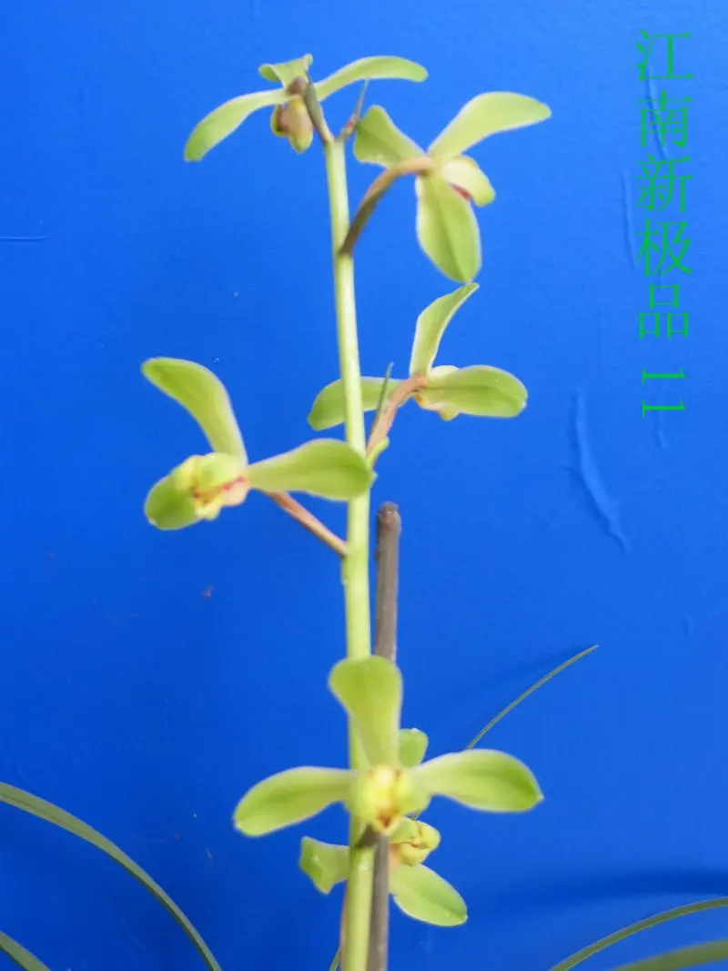 蕙兰 江南新极品