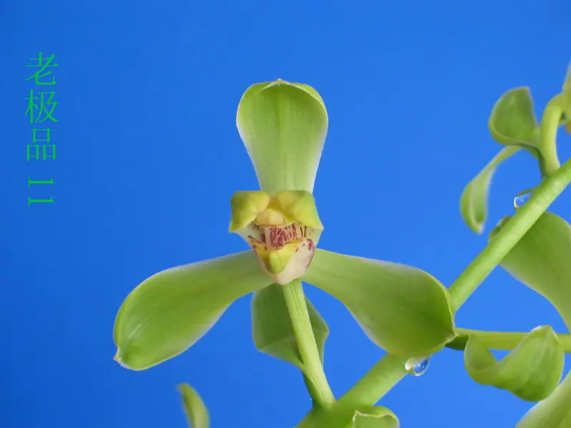 蕙兰 老极品