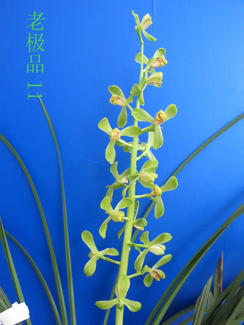 蕙兰 老极品