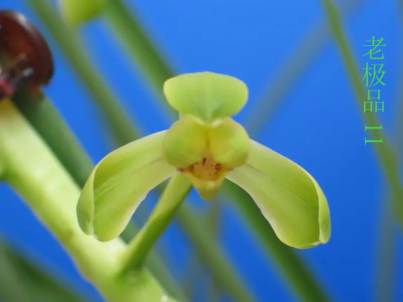 蕙兰 老极品
