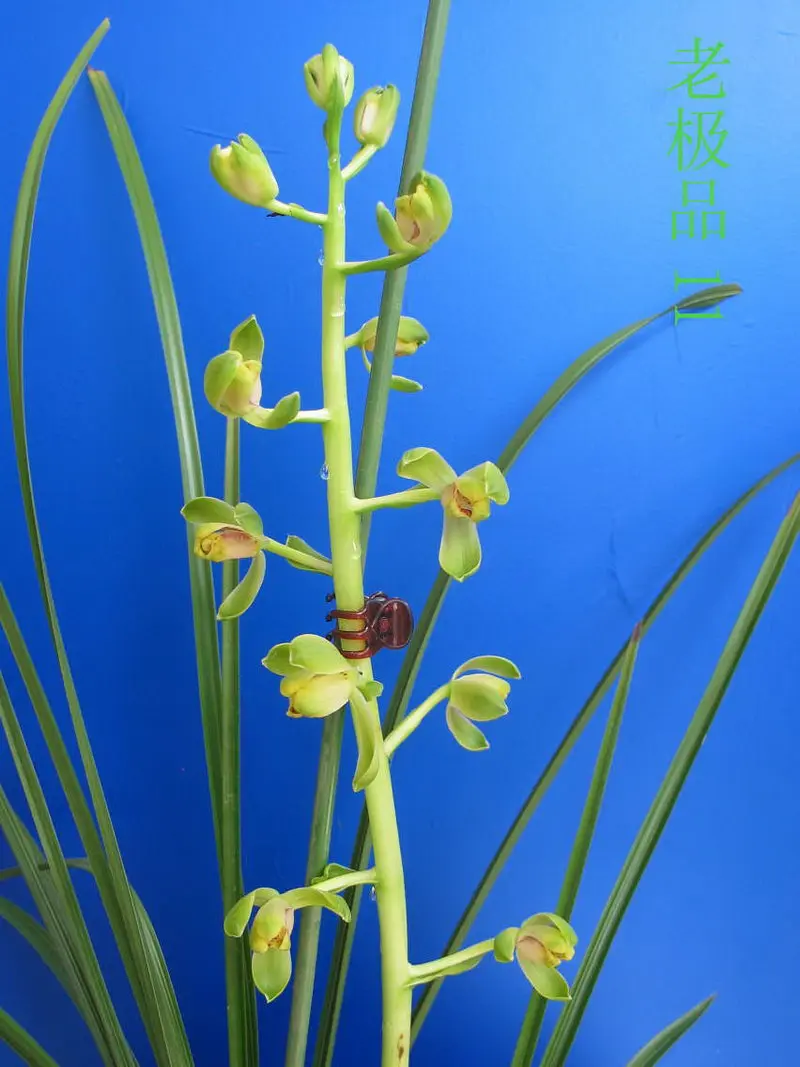 蕙兰 老极品