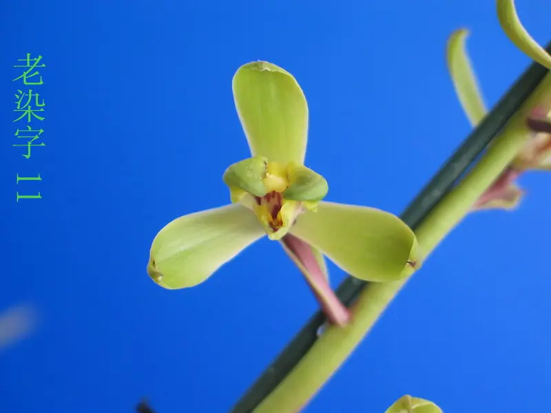 蕙兰 老染字
