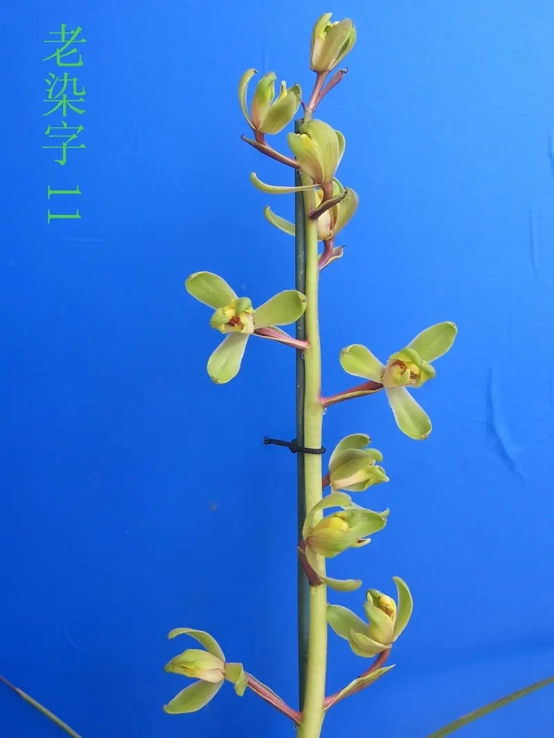 蕙兰 老染字