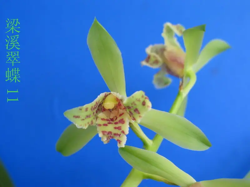 蕙兰 梁溪翠蝶
