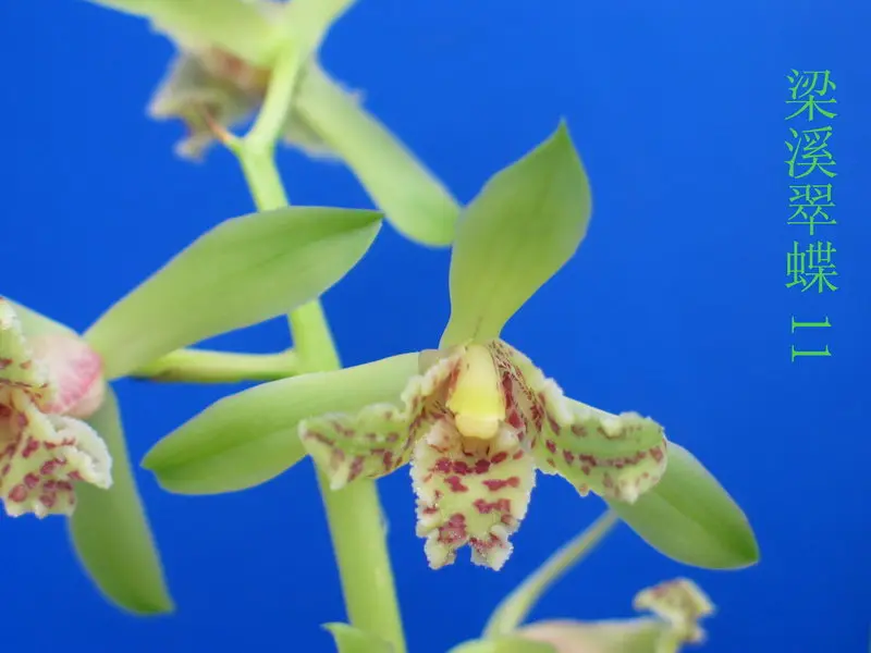 蕙兰 梁溪翠蝶