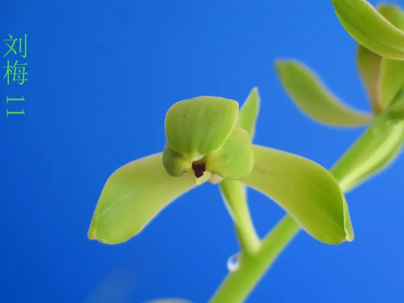 蕙兰 刘梅