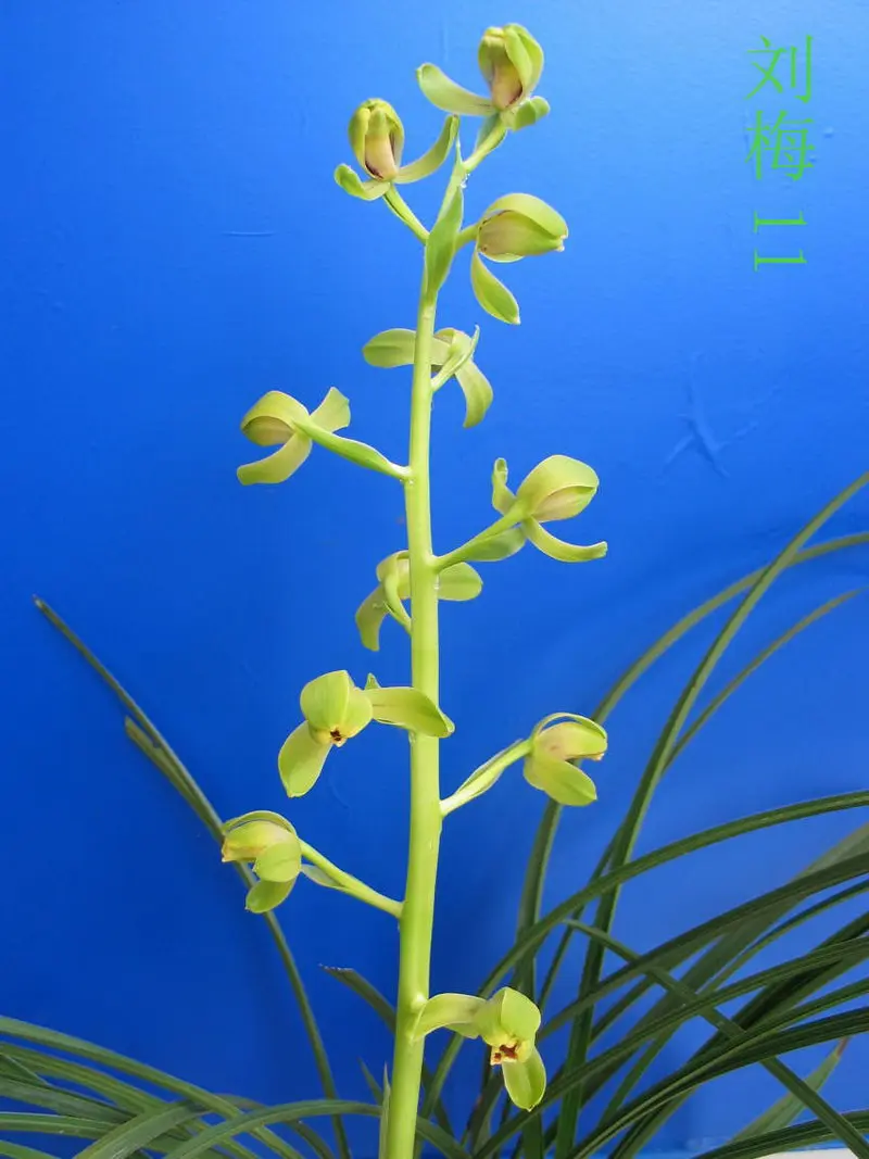 蕙兰 刘梅