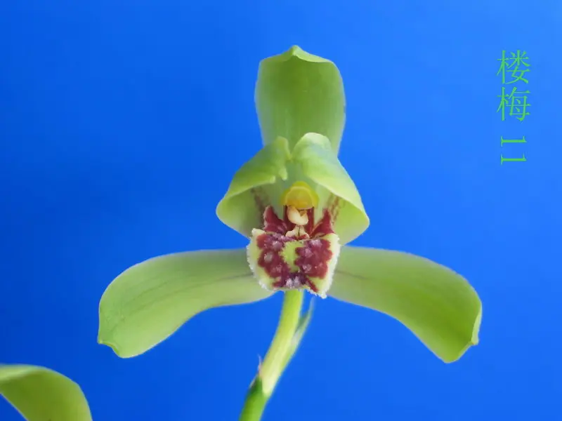 蕙兰 楼梅
