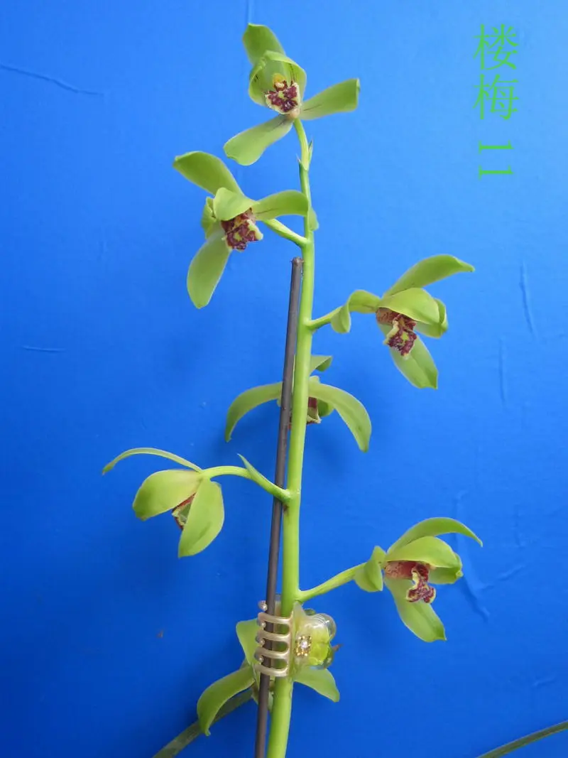 蕙兰 楼梅