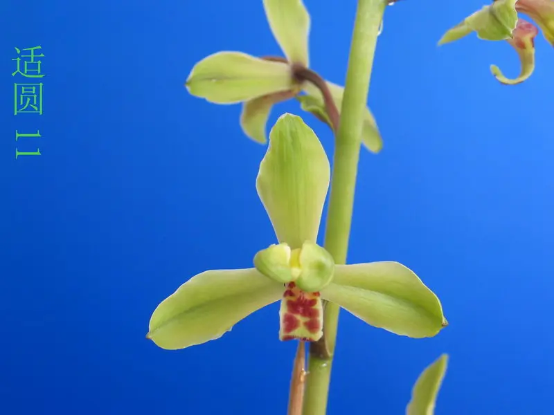 蕙兰 适圆