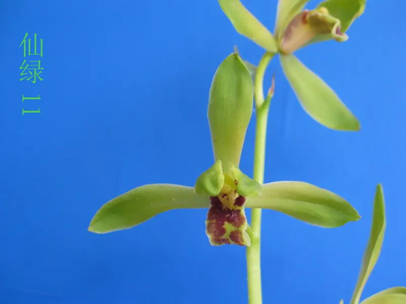蕙兰 仙绿