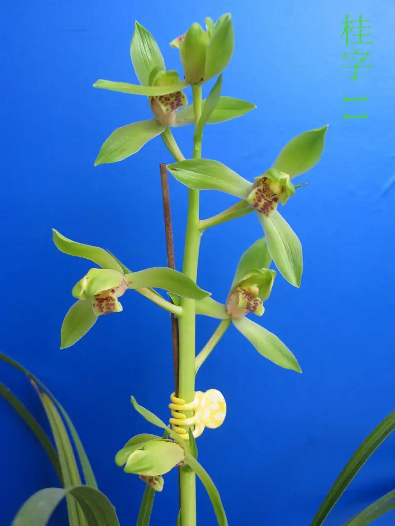 蕙兰 新花桂字