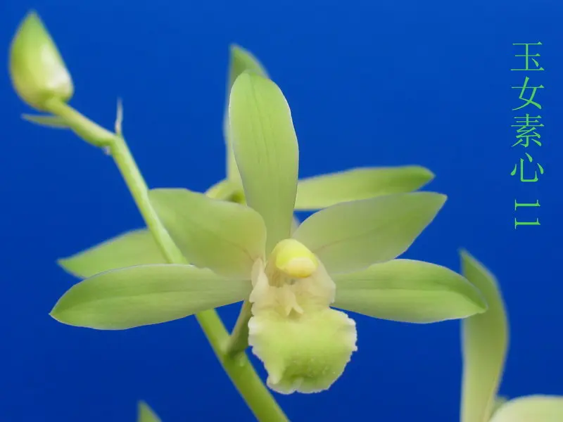蕙兰 玉女素心
