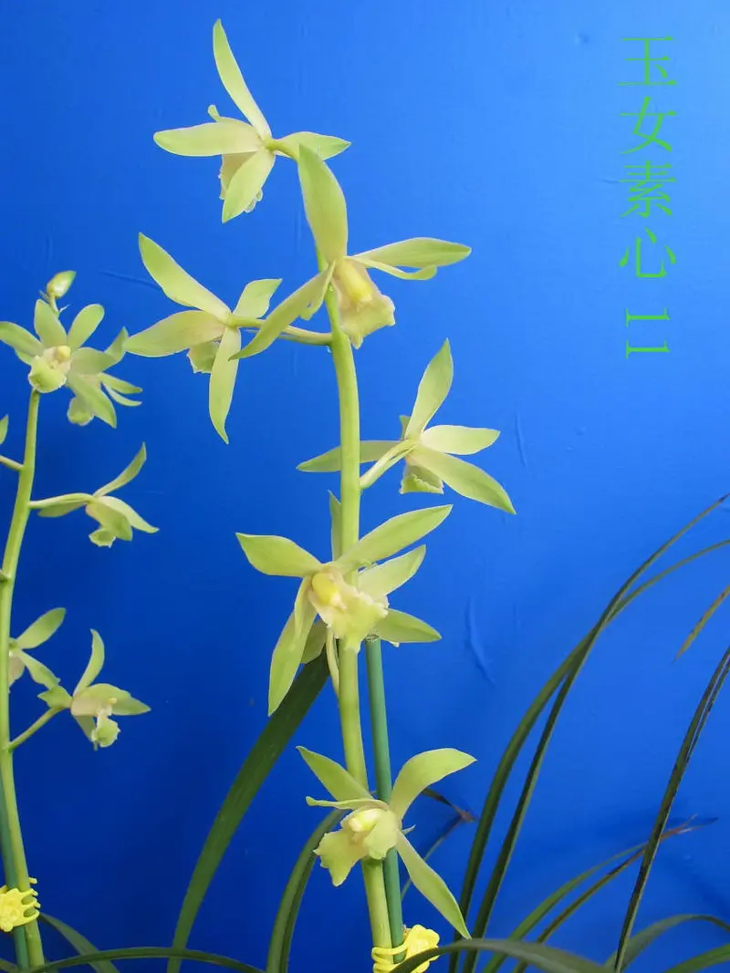 蕙兰 玉女素心