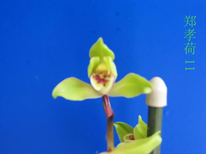 蕙兰 郑孝荷