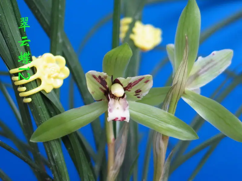 春兰 翠云蝶