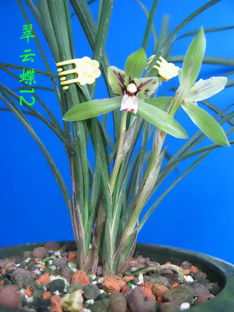 春兰 翠云蝶