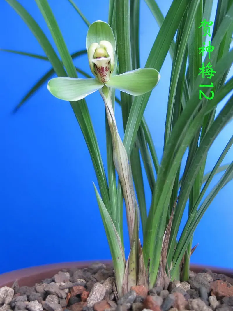 春兰 贺神梅