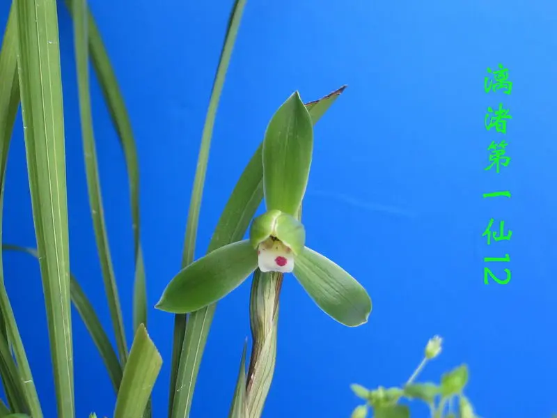 春兰 漓渚第一仙