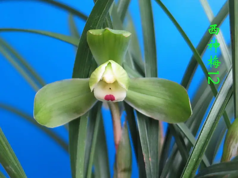 春兰 西神梅