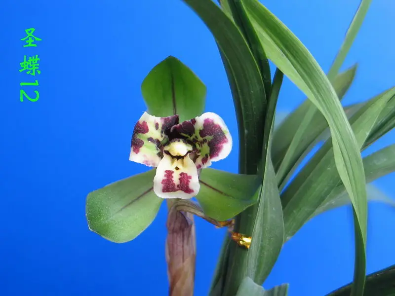 春兰 新花圣蝶