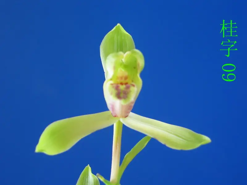 蕙兰 桂字