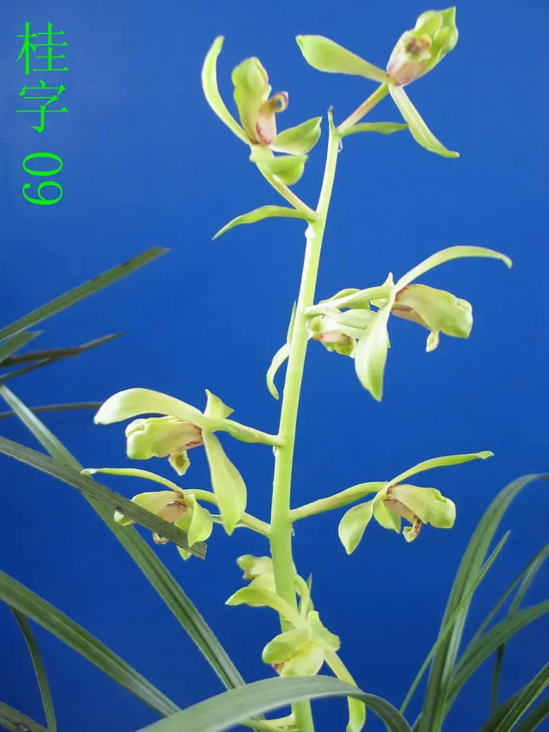 蕙兰 桂字