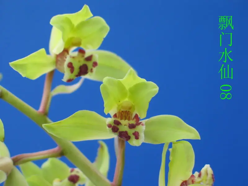 蕙兰 飘门水仙