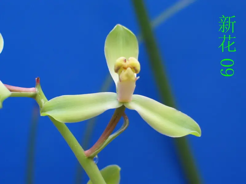 蕙兰 新花