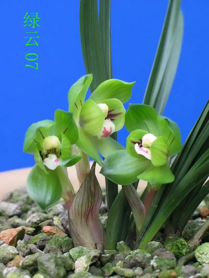 春兰 绿云