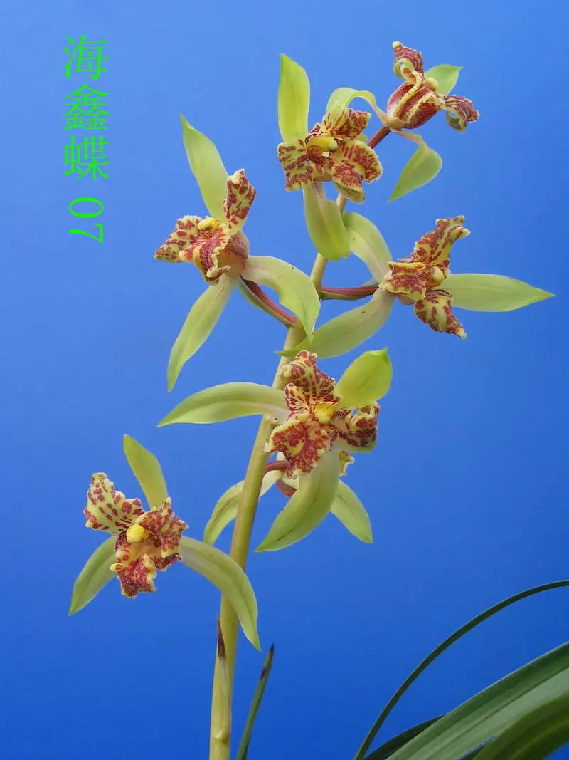 蕙兰 海鑫蝶