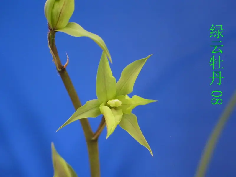 蕙兰 绿云牡丹